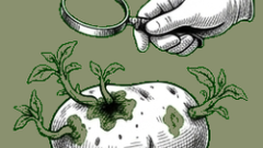 美國產加工用馬鈴薯輸入檢疫