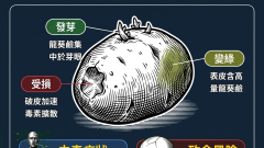 龍葵鹼（solanine）風險示意圖